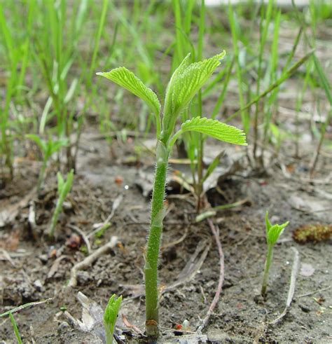 Laportea Canadensis Canada Wood Nettle Go Botany