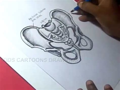 Pelvis Drawing Easy This Is Another Basic Drawing We Will Draw With