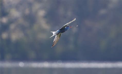 Common Tern Flying - Free photo on Pixabay - Pixabay