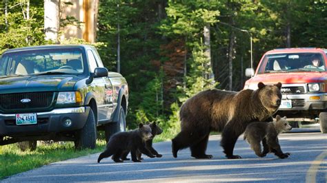 Photographer Captures Remarkable Pic Of One Of Oldest Known Grizzly