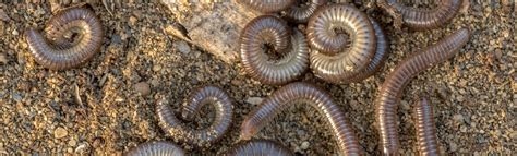 Millipedes Information Cook S Pest Control