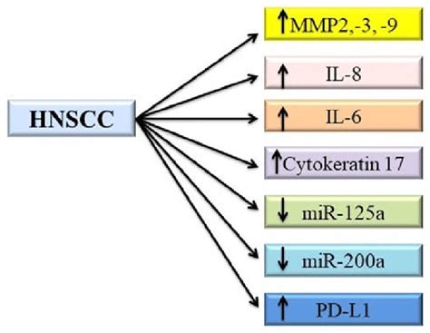 Biomarkers Of Hnscc Hnscc Head And Neck Squamous Cell Carcinoma Mmp