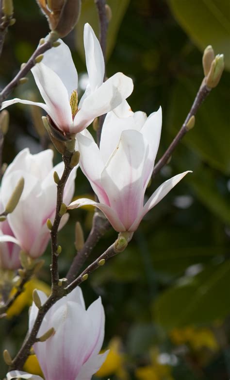 Magnolia Tree Blooms Free Stock Photo - Public Domain Pictures