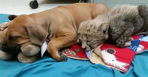 Pancake The Cheetah Snoozing With His New Best Friend Dayo At The Oregon Wildlife Safari Imgur