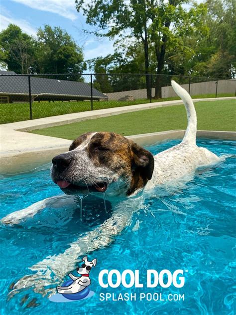 Dog Agility Equipment | Cool Dog Splash Pool