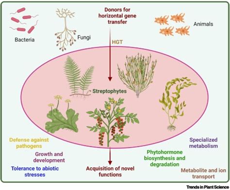 Horizontal Gene Transfer And The Evolution Of Land Plants Trends In Plant Science