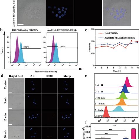 Characterization Of Biomimetic NPs A CLSM Images Of RAW 264 7 Cells