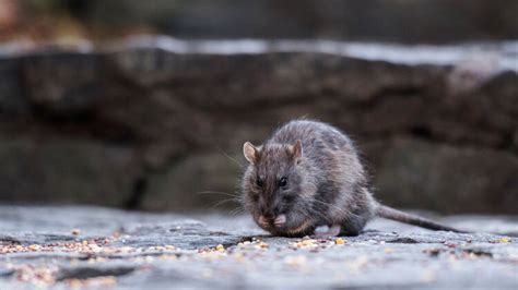 This NYC rat map showing latest sightings is actually petrifying