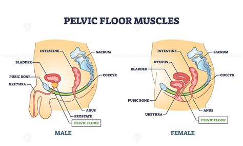 Pelvic Floor Muscles Anatomy With Male And Female Organs Outline