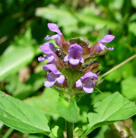 Brunella Vulgaris