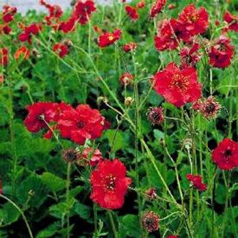 Geum Mrs Bradshaw Pot Grown ScotPlants Direct UK