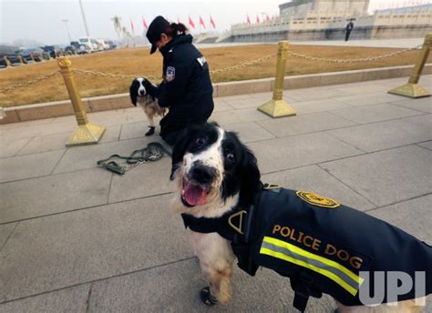 Photo: Police dogs are prepared to patrol during the NPC's closing session in Beijing ...