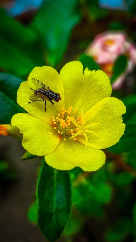 Flower Fly Portulaca Yellow Free Photo On Pixabay Pixabay