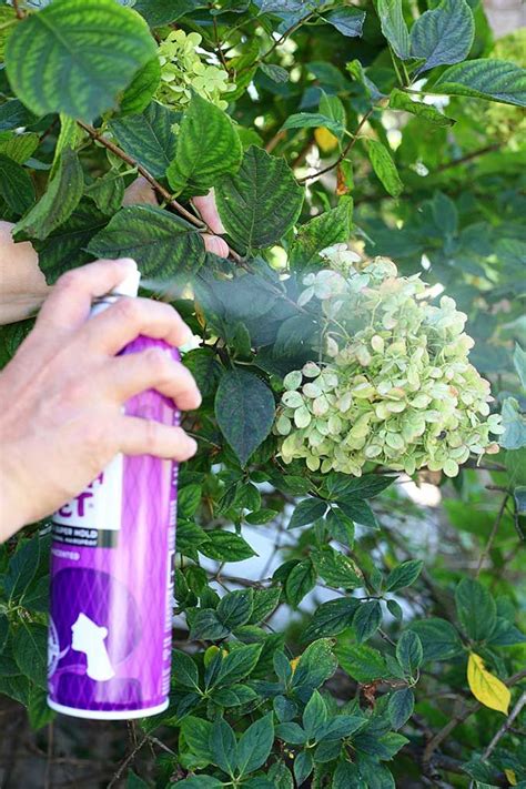 How To Dry Hydrangeas The Easy Way Artofit