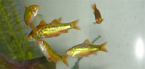 11 White Cloud Mountain Minnow Tank Mates (With Pictures) | Aqua Movement