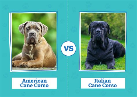 American Cane Corso vs Italian Cane Corso: How Are They Different ...