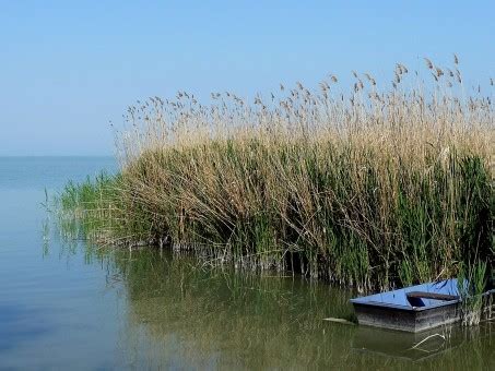 Fotos Gratis Paisaje Agua Pantano Muelle Apuntalar R O