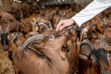 Maximizing Your Profits With The Help Of Goat Farming Loan And Subsidy