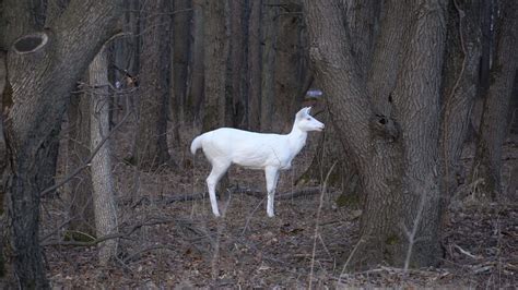 Rare Albino Deer At Kent Lake Milford Michigan Eternal Angler