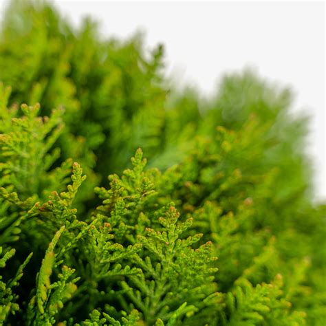 Danica Globe Thuja Arborvitae For Sale Online The Tree Center