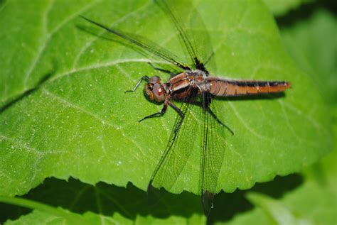 3840x2160 wallpaper | brown and black dragonfly | Peakpx