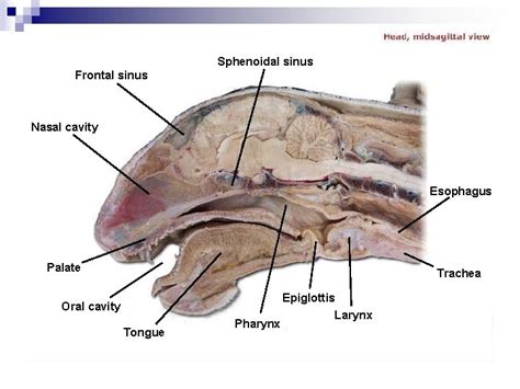 Cat Dissection Digestive Labs Sphenoidal Sinus Frontal Sinus