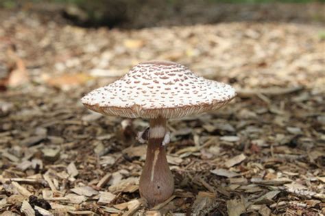 Leucoagaricus Americanus Lichens And Mushrooms Of Virginia Inaturalist