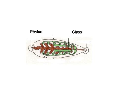 Leeches Biology Quiz