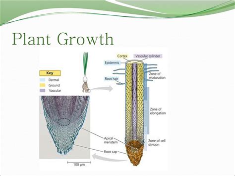 Plant Structure Growth And Development Ppt Download