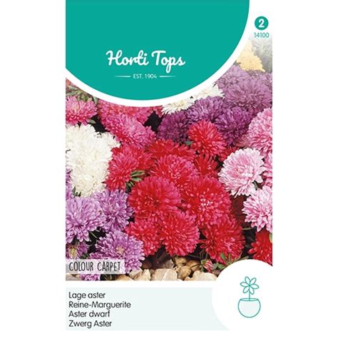 Horti Tops Callistephus Dwerg Aster Colour Carpet Gemengd De Boet