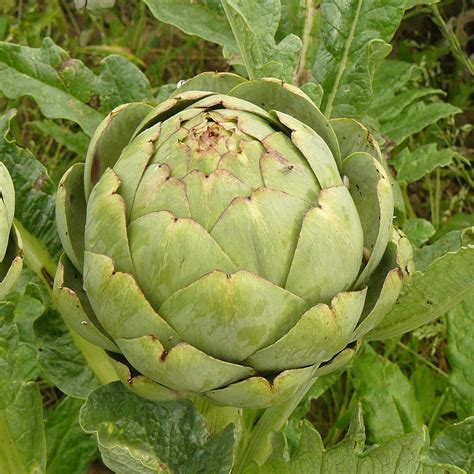 L Artichaut Plantation Semis Culture Et Entretien Conseils Potager