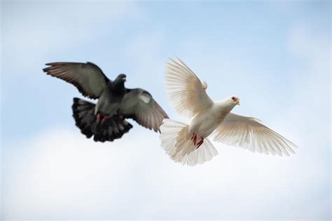 Merpati Burung Satwa Foto Gratis Di Pixabay