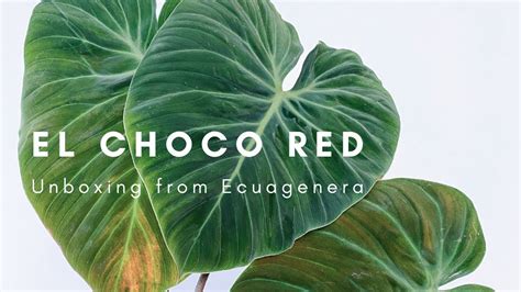 Philodendron El Choco Red Anthurium Warocqueanum Unboxing