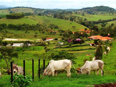 Imagens De Fazendas De Gado Fazenda Gado Ms Bonito R 115 000 000