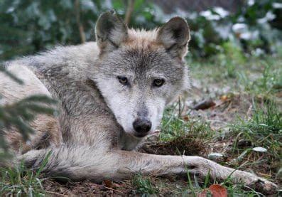 Native American Wolf Names (60+ Powerful Names with Meanings)