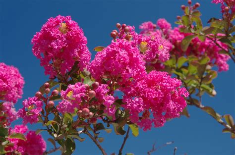 11 Pink Flowering Trees For Your Yard