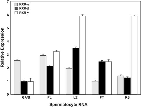 Figure 2 From Developmental Patterns Of Ppar And Rxr Gene Expression During Spermatogenesis