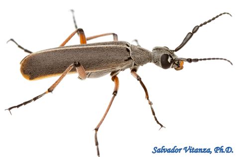 Coleoptera Meloidae Epicauta Liebecki Blister Beetles B Urban