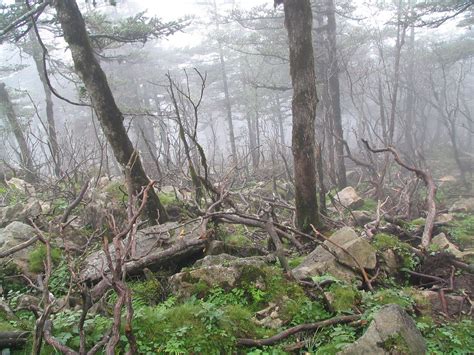 高山杜鹃 Dead Azalea Trees Da Cong Flickr