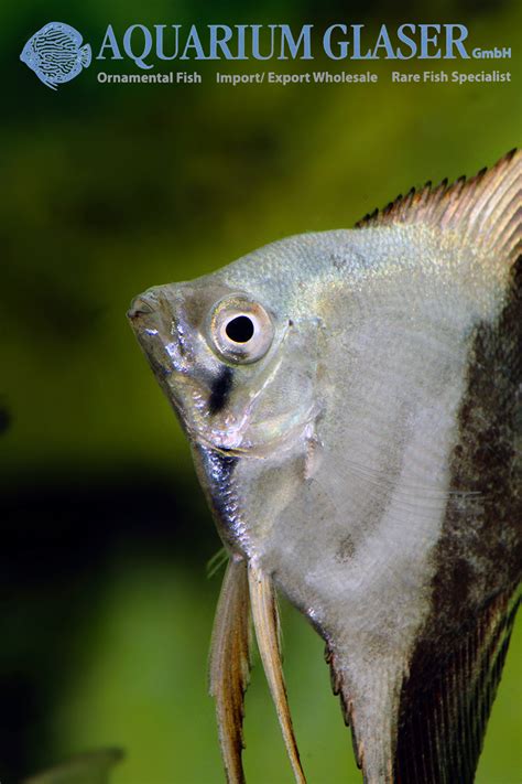 Pterophyllum Scalare Bicolor Blue Aquarium Glaser Gmbh