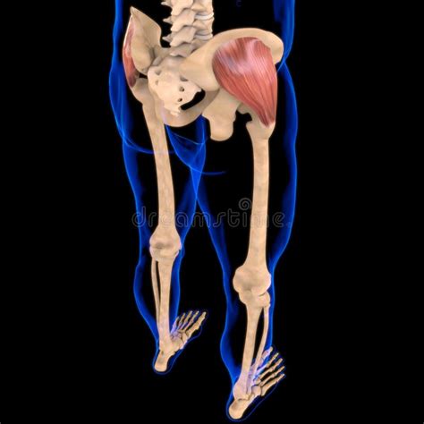 Gluteus Medius Anatomia Muscolare Per Il Concetto Medico Illustrazione