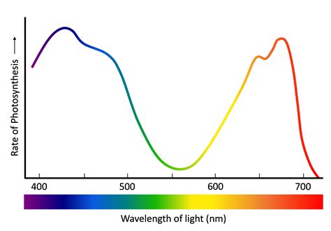 Action Spectra