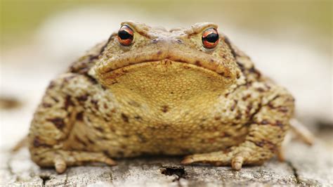 Poisonous toads infest suburban Florida neighborhood | whas11.com