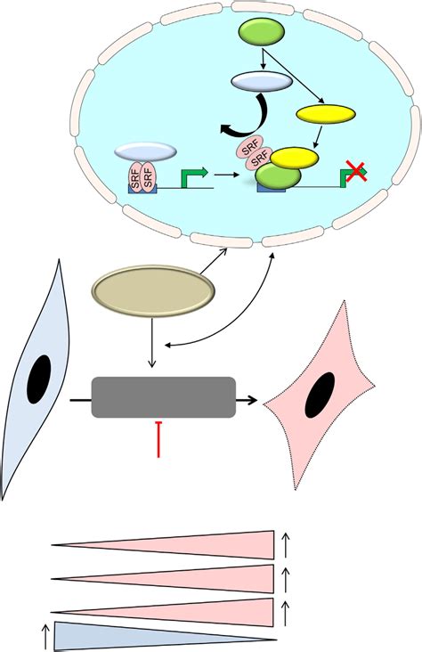 Regulation Of Autophagy And Phenotype Switching By Pdgf Bb A