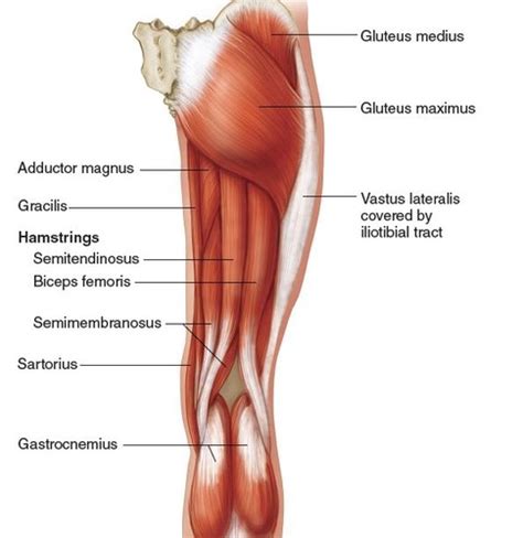 Anatomy Lecture The Knee Flashcards Quizlet