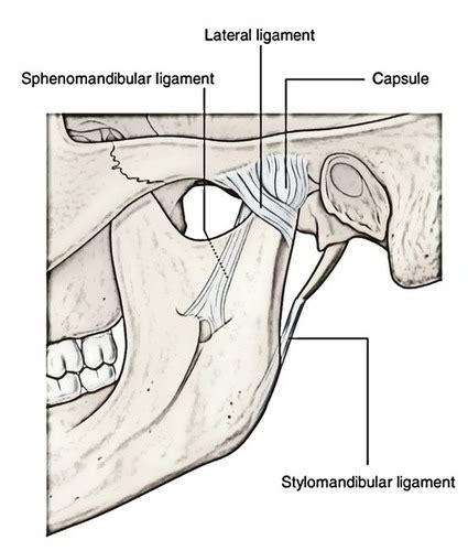 Ligaments Of The Tmj Flashcards Quizlet