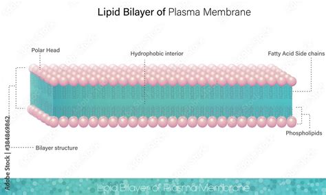 Human Cell Plasma Membrane. Showing Lipid Bilayer and inner side ...