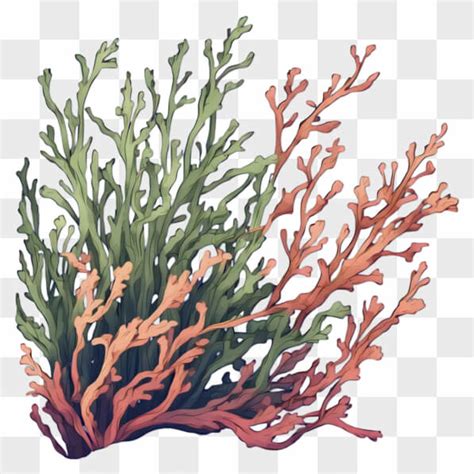 Download Colorful Seaweed Plant Illustration Cartoons Online Creative