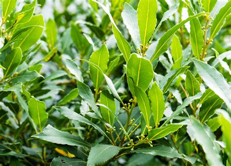 laurier noble laurus nobilis manufactum