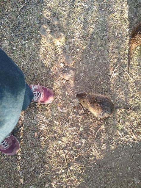 Muskrats Ryan Hellyer